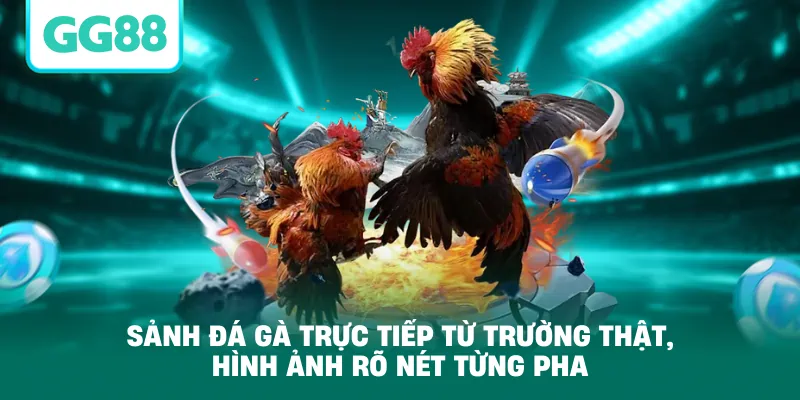 Sảnh đá gà trực tiếp từ trường thật, hình ảnh rõ nét từng pha